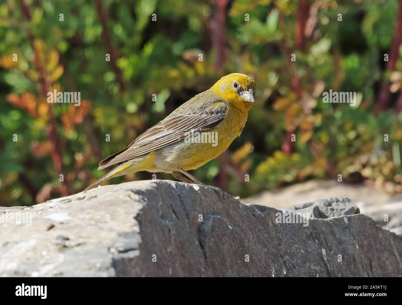 Plus de Yellow-finch (Sicalis auriventris) mâle adulte, perché sur le rocher El Yeso valley, Chili Janvier Banque D'Images
