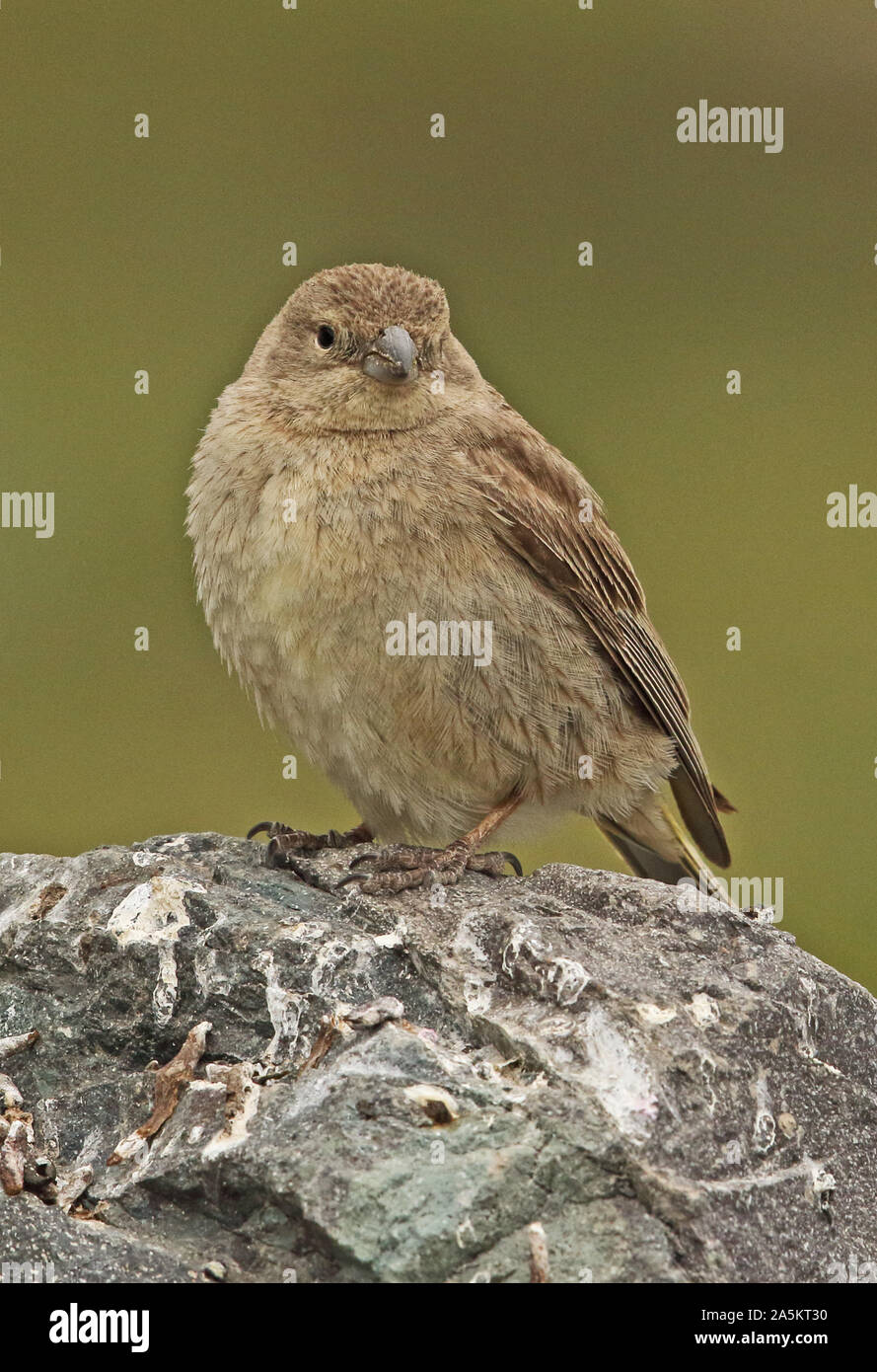 Plus de Yellow-finch (Sicalis auriventris immatures) perché sur rock El Yeso valley, Chili Janvier Banque D'Images