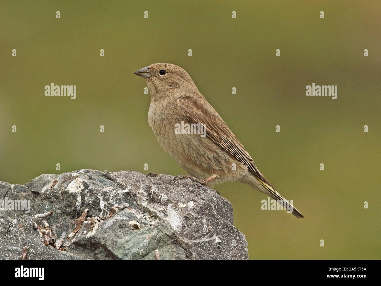 Plus de Yellow-finch (Sicalis auriventris immatures) perché sur rock El Yeso valley, Chili Janvier Banque D'Images
