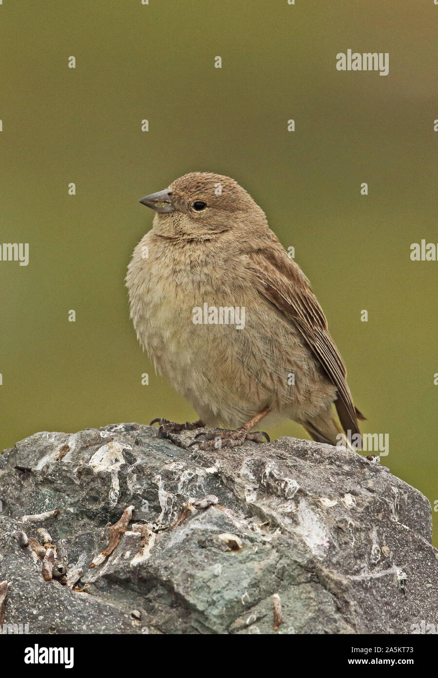 Plus de Yellow-finch (Sicalis auriventris immatures) perché sur rock El Yeso valley, Chili Janvier Banque D'Images