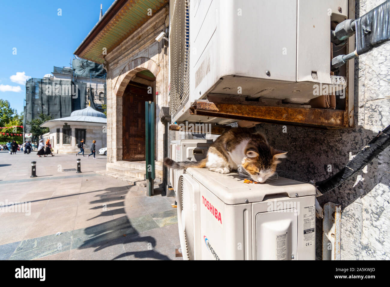 La couleur d'un chat tigré errant mange la nourriture sèche derrière un bâtiment, dans le quartier de Sultanahmet d'Istanbul, Turquie. Banque D'Images