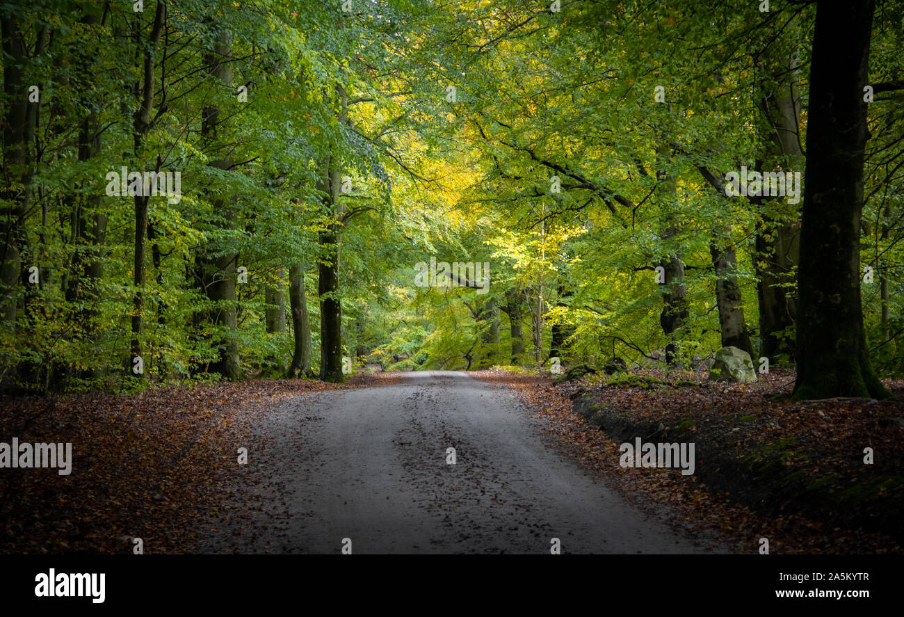 Une route de gravier serpente à travers une forêt d'automne dans le sud de la Suède. Banque D'Images