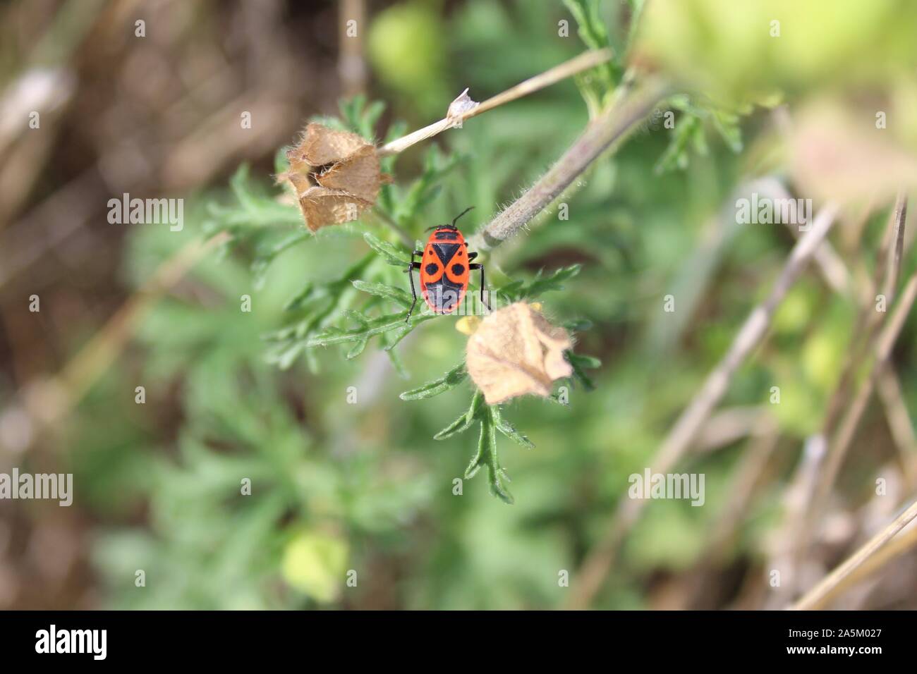 La photo montre un feu bug sur une plante Banque D'Images