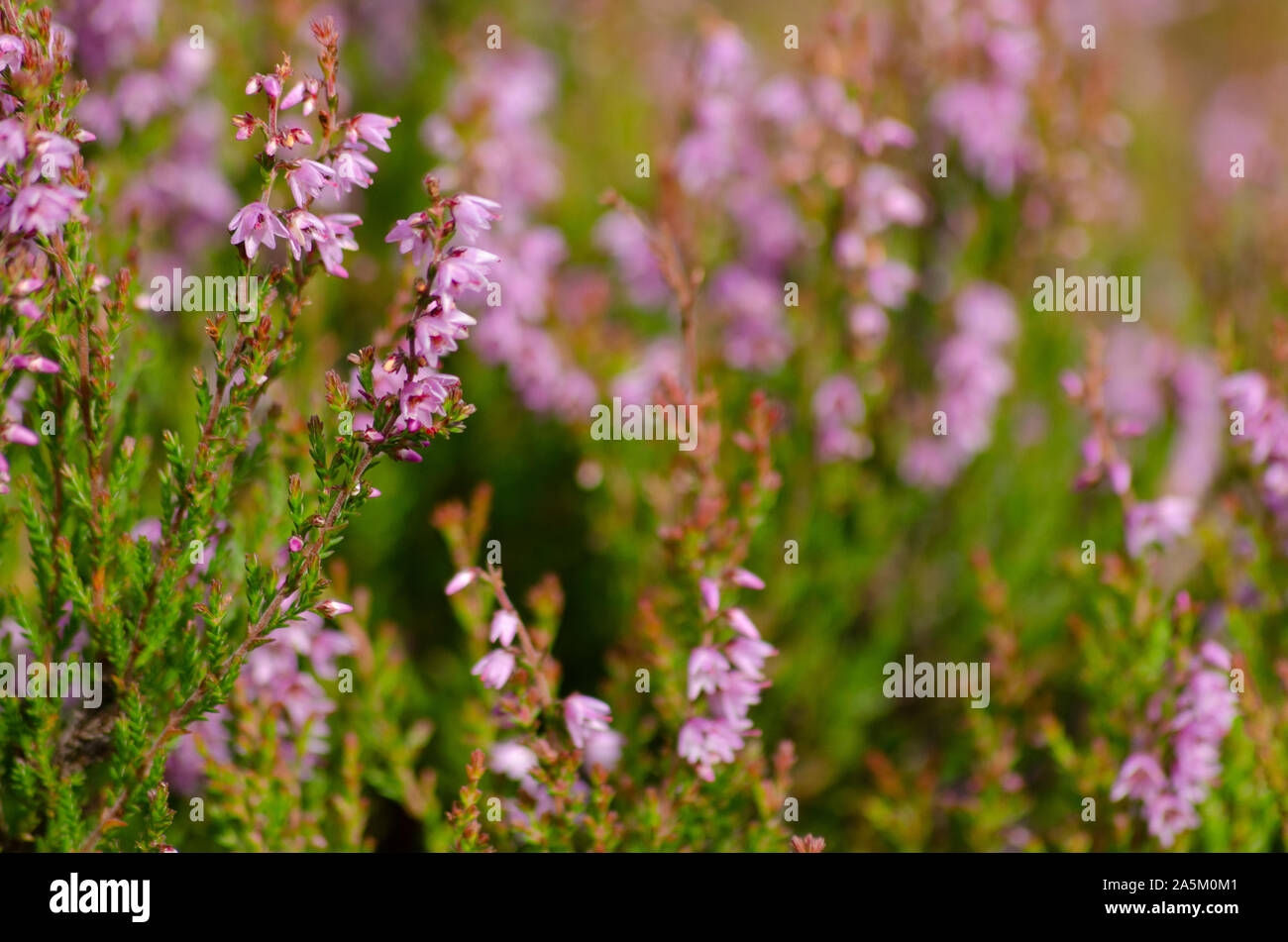 Bruyère commune ( Calluna vulgaris ) dans les Highlands du nord-ouest de l'Ecosse UK Banque D'Images