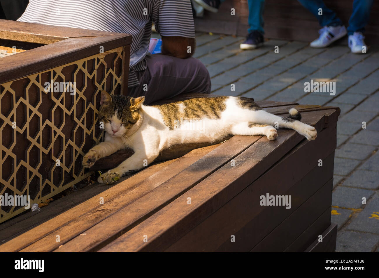 Un chat de la rue dort sur un banc de la Place Sultanahmet à Istanbul, Turquie Banque D'Images
