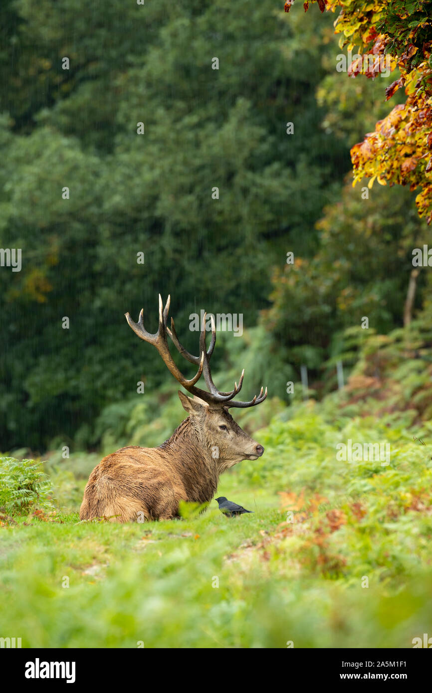 Red Deer (Cervus elaphus) stag Banque D'Images