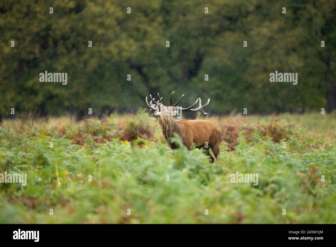Red Deer (Cervus elaphus) stag Banque D'Images