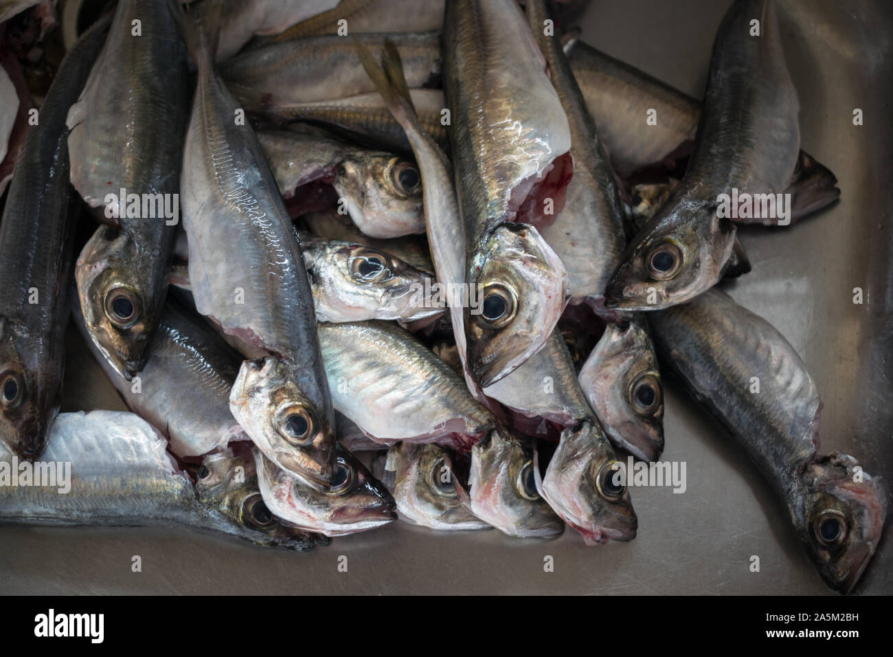 Fresh chinchard fish shop Banque D'Images