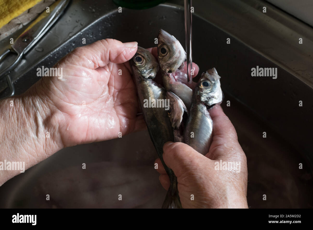 La femme plus âgée, un lave-mains chinchard Banque D'Images
