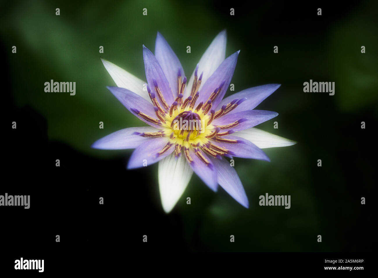 Blue Water Lily égyptien au jardin botanique de Berlin, Allemagne. Banque D'Images