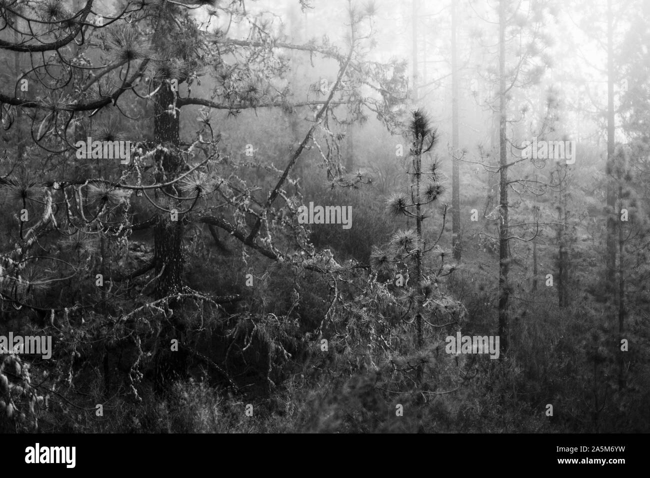 Pins dans le brouillard sur Ténériffe, aux Canaries Banque D'Images