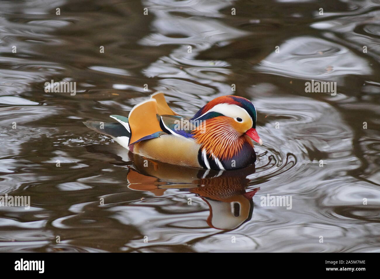 Un beau canard manadarin avec de belles couleurs dans un étang Banque D'Images