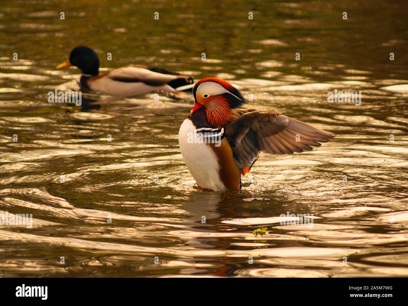 Un beau canard manadarin avec de belles couleurs dans un étang Banque D'Images