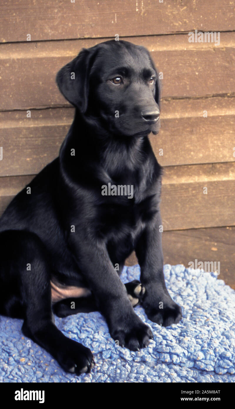 Chiot Labrador noir. Banque D'Images