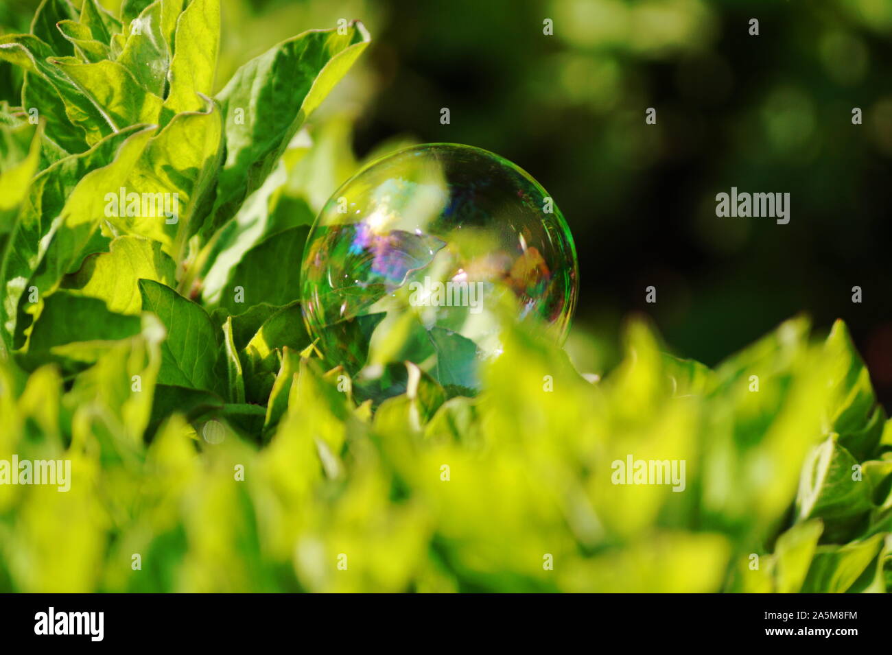 Belle soapbubble dans la nature avec un fond vert Banque D'Images