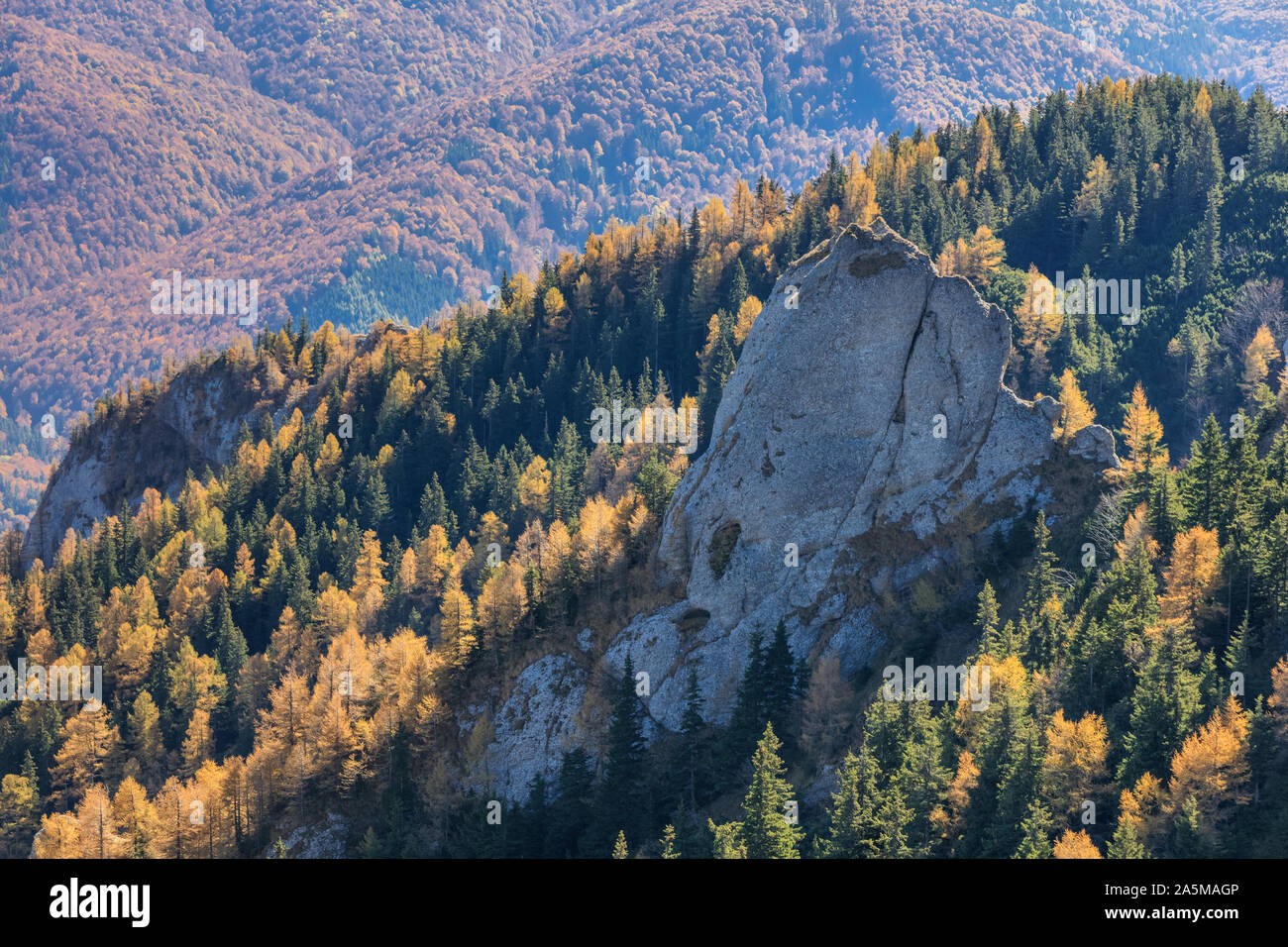 Forêt d'automne dans les Monts Ciucas, Roumanie Banque D'Images