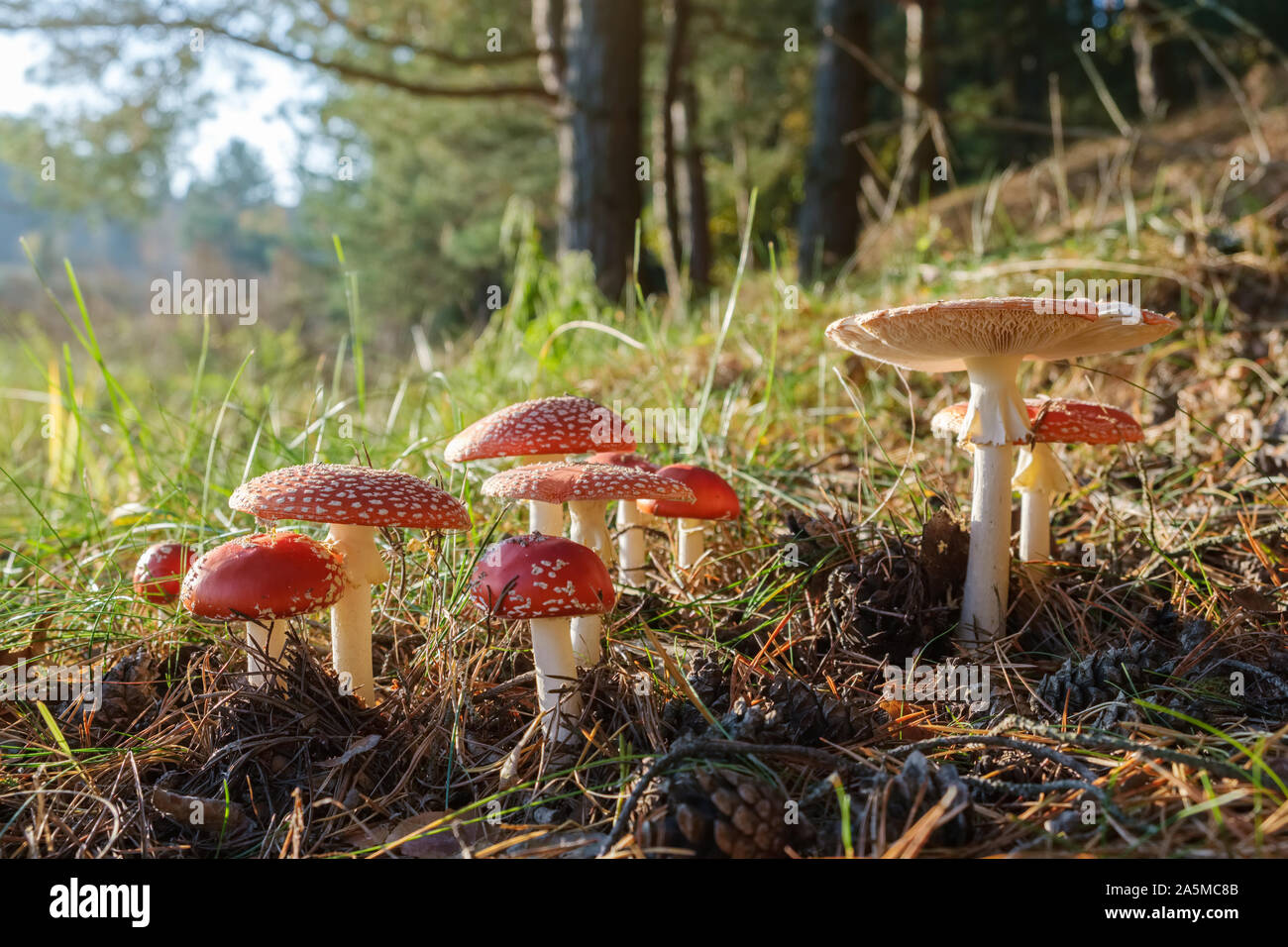 Groupe d'agaric fly rouge des champignons dans la forêt d'automne. Amanita muscaria champignons dans la lumière du soleil. Banque D'Images