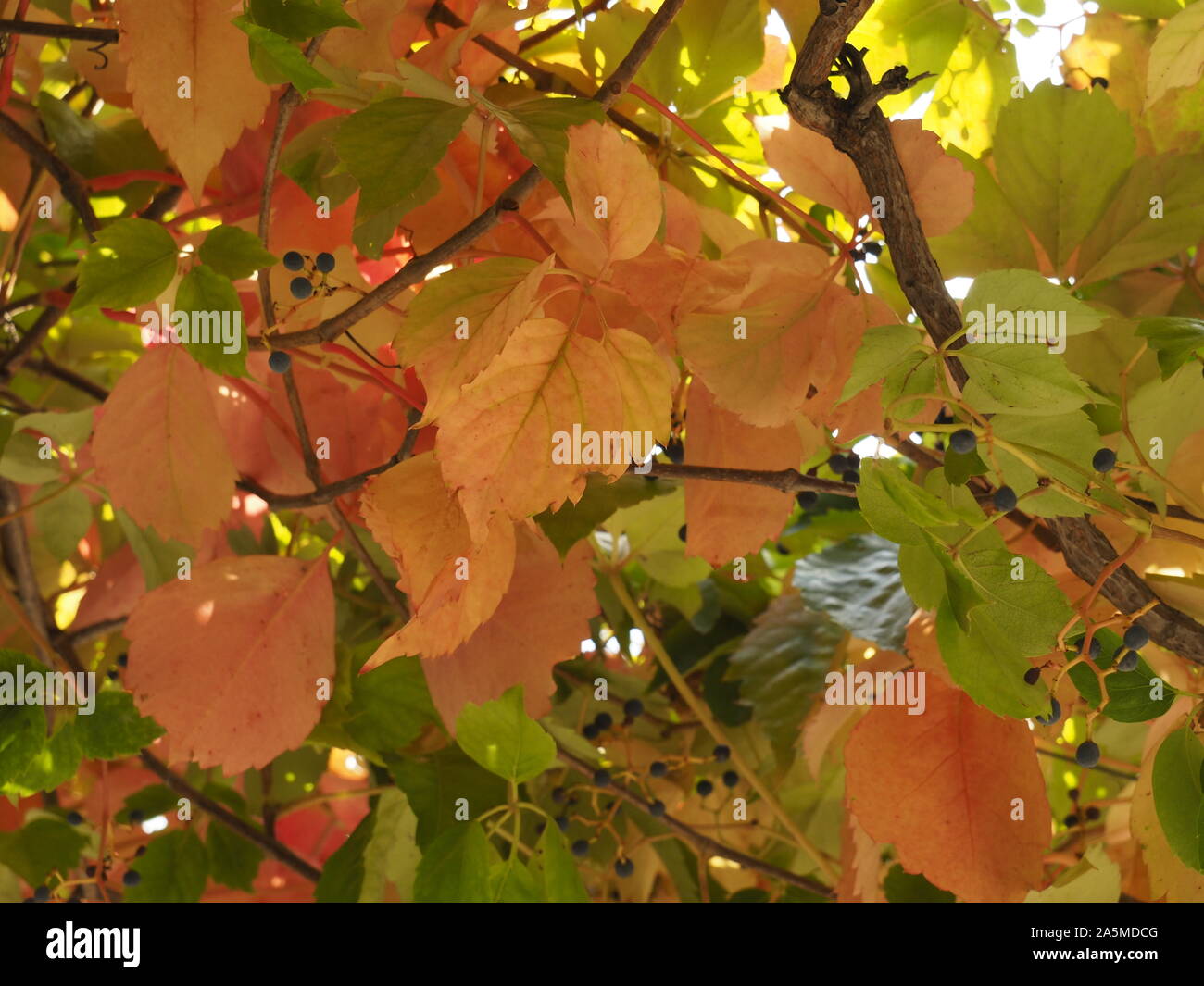 Le début de l'automne montre ses effets sur la nature. Les feuilles sont jaune, orange et rouge, comme sur cette vigne. Banque D'Images