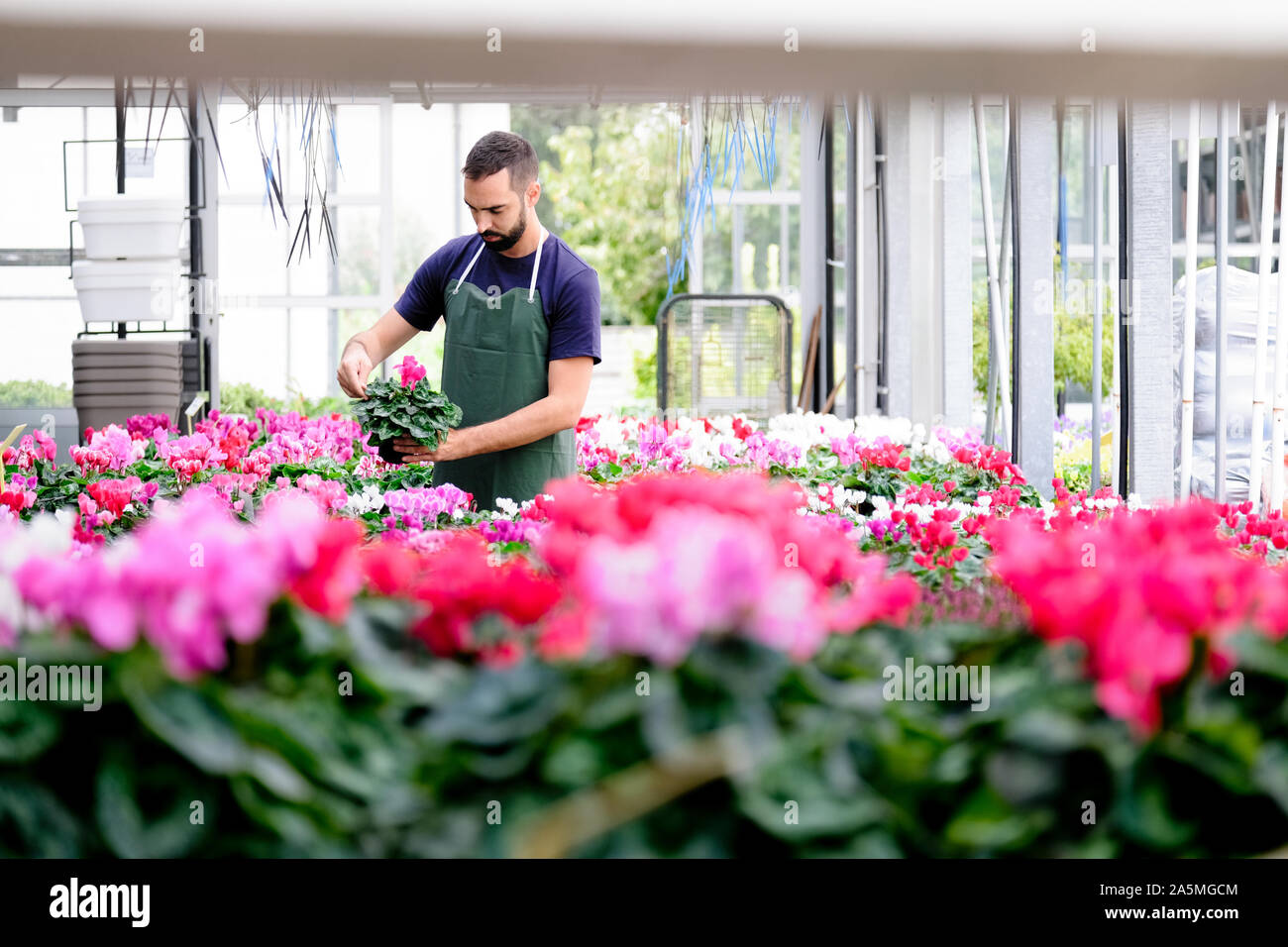 L'homme travaillant comme dans le magasin de fleurs Fleuriste Plantes Organisation Banque D'Images