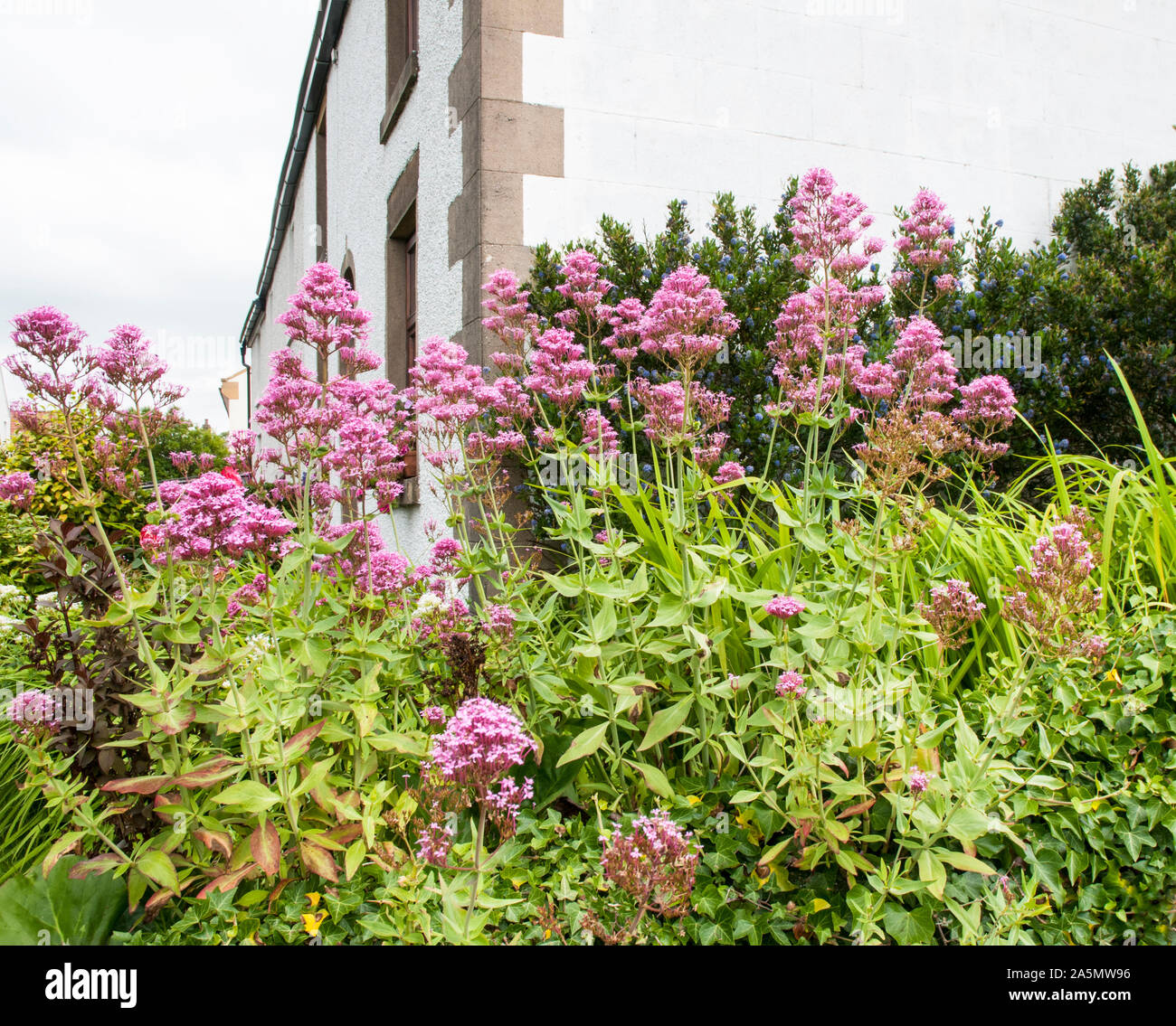 Centranthus ruber rose poussant sur un voyage en été. Une floraison d'été vivace qui est entièrement hardy et idéal pour un heabaceous border Banque D'Images