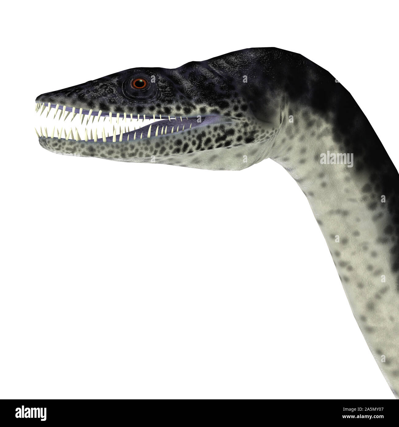 Plesiosaurus était un carnivore reptile marin qui vivait dans les mers qui entourent l'Angleterre durant la période jurassique. Banque D'Images