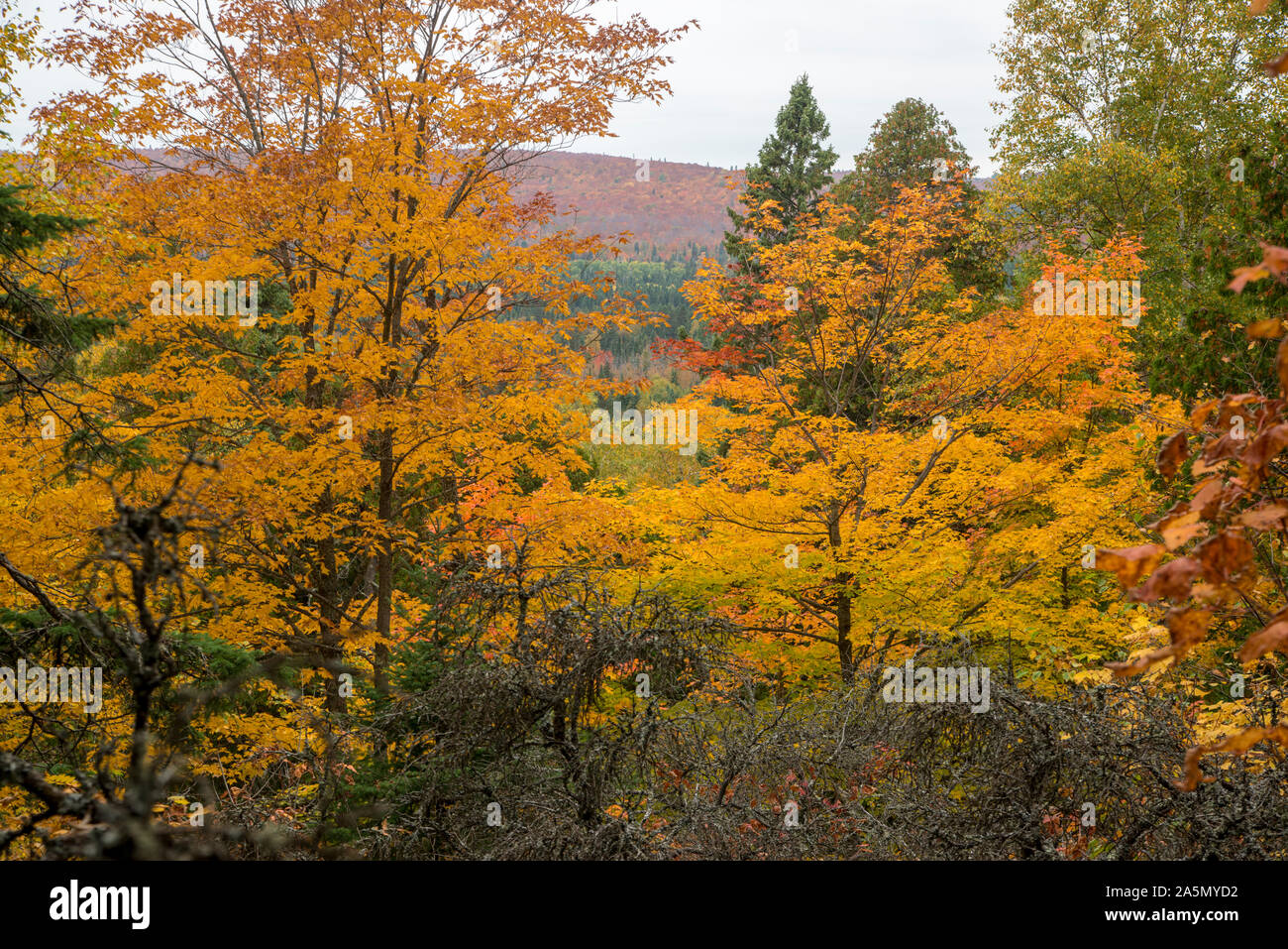 Tofte, Minnesota. La couleur de l'automne de la chambre Superior National Forest. Banque D'Images