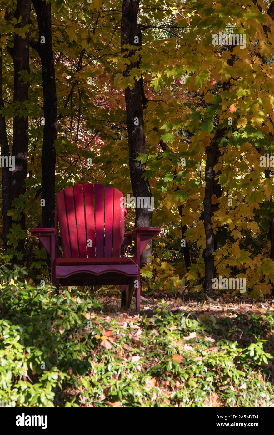 Chaise rouge vif dans une forêt de feuilles d'automne Banque D'Images