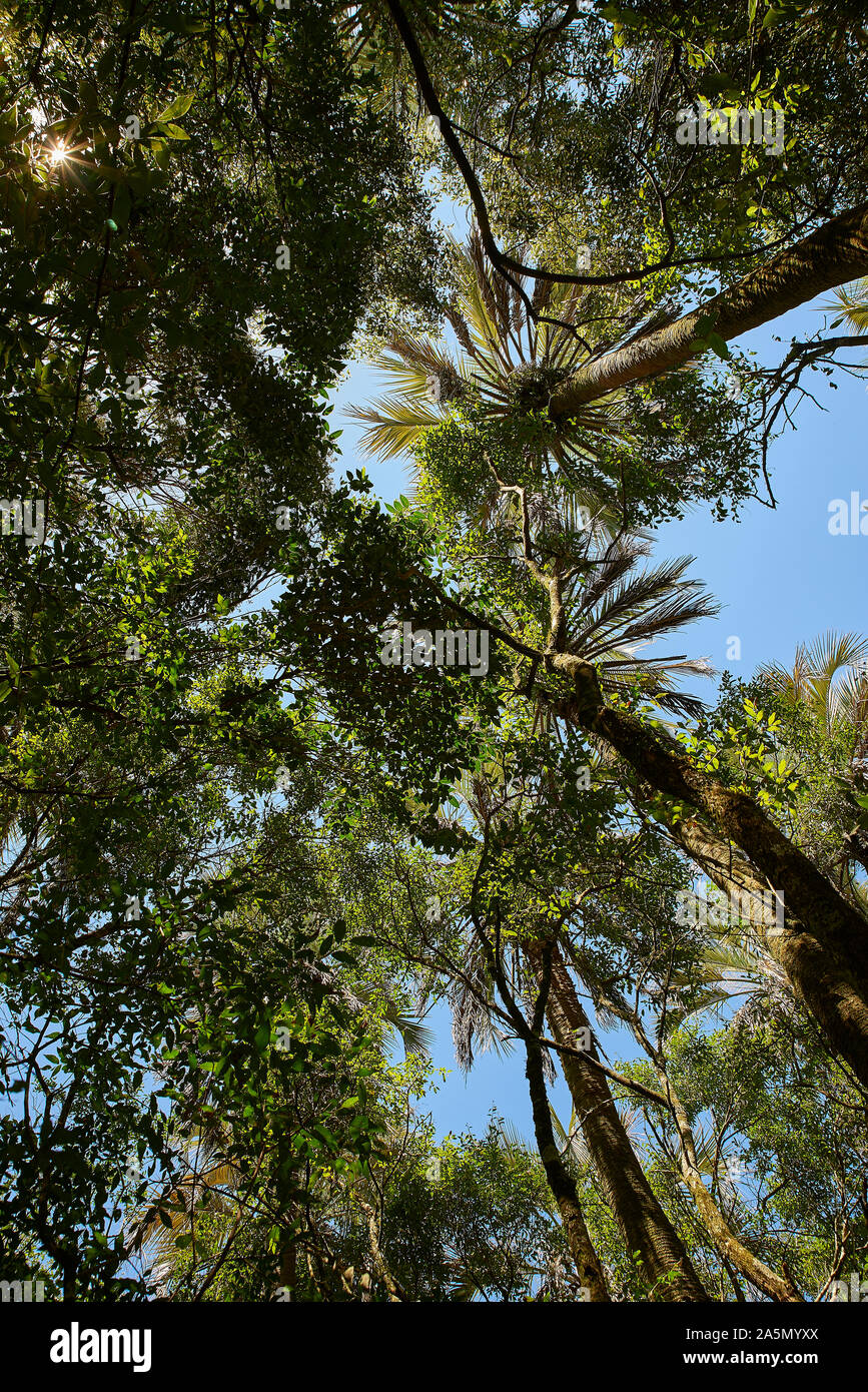 Vue sur le ciel dans la forêt de palmiers dans le parc national El Palmar Banque D'Images