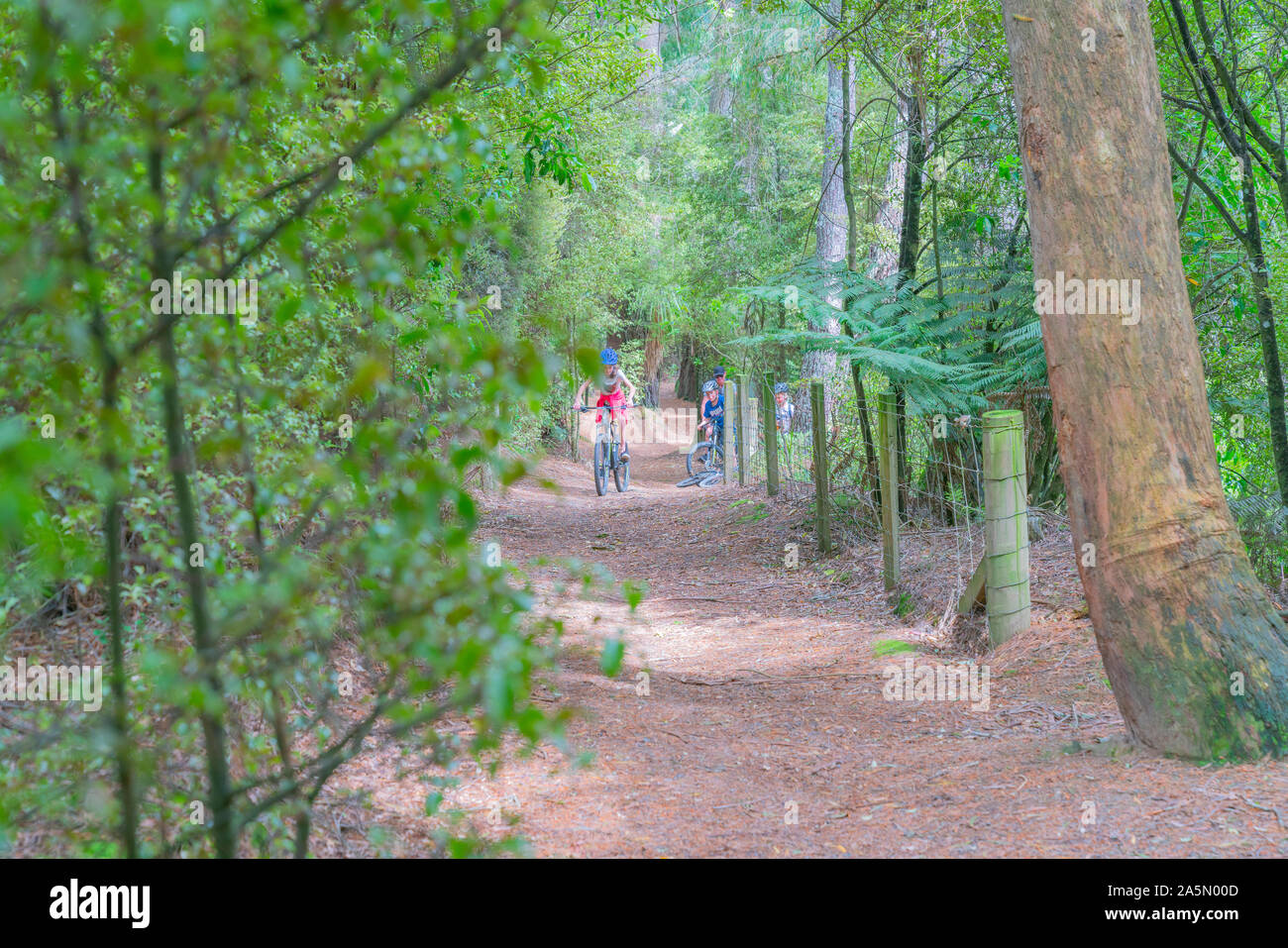 Arapuni, Nouvelle-Zélande - groupe de la famille du cyclisme sur piste cyclable de Nouvelle-Zélande et de Waikato River Trail le long de hautes falaises au-dessus du fleuve Waikato par ombragé pour Banque D'Images