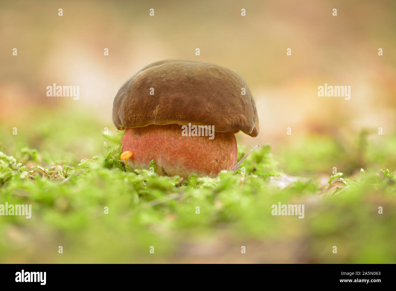 Neoboletus luridiformis - Boletus luridiformis- Scarletina Le bolet, pour ses pores rouge (jaune quand les jeunes). Banque D'Images