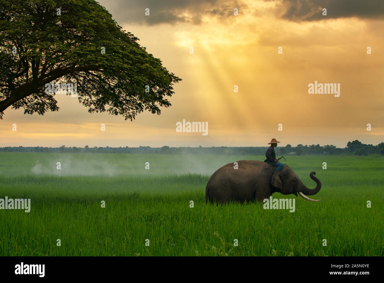 La Thaïlande, le mahout, et d'éléphants dans le champ de riz vert pendant le lever du soleil Vue paysage Banque D'Images