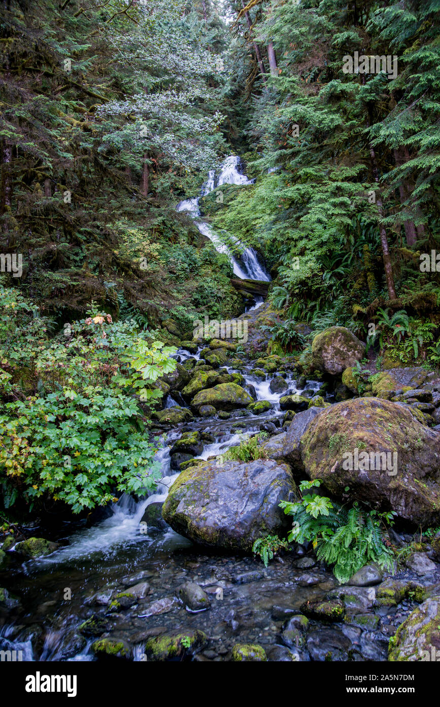 Quinault , Washington. Cascade de la forêt tropicale de Quinault dans le Parc National Olympique. Banque D'Images