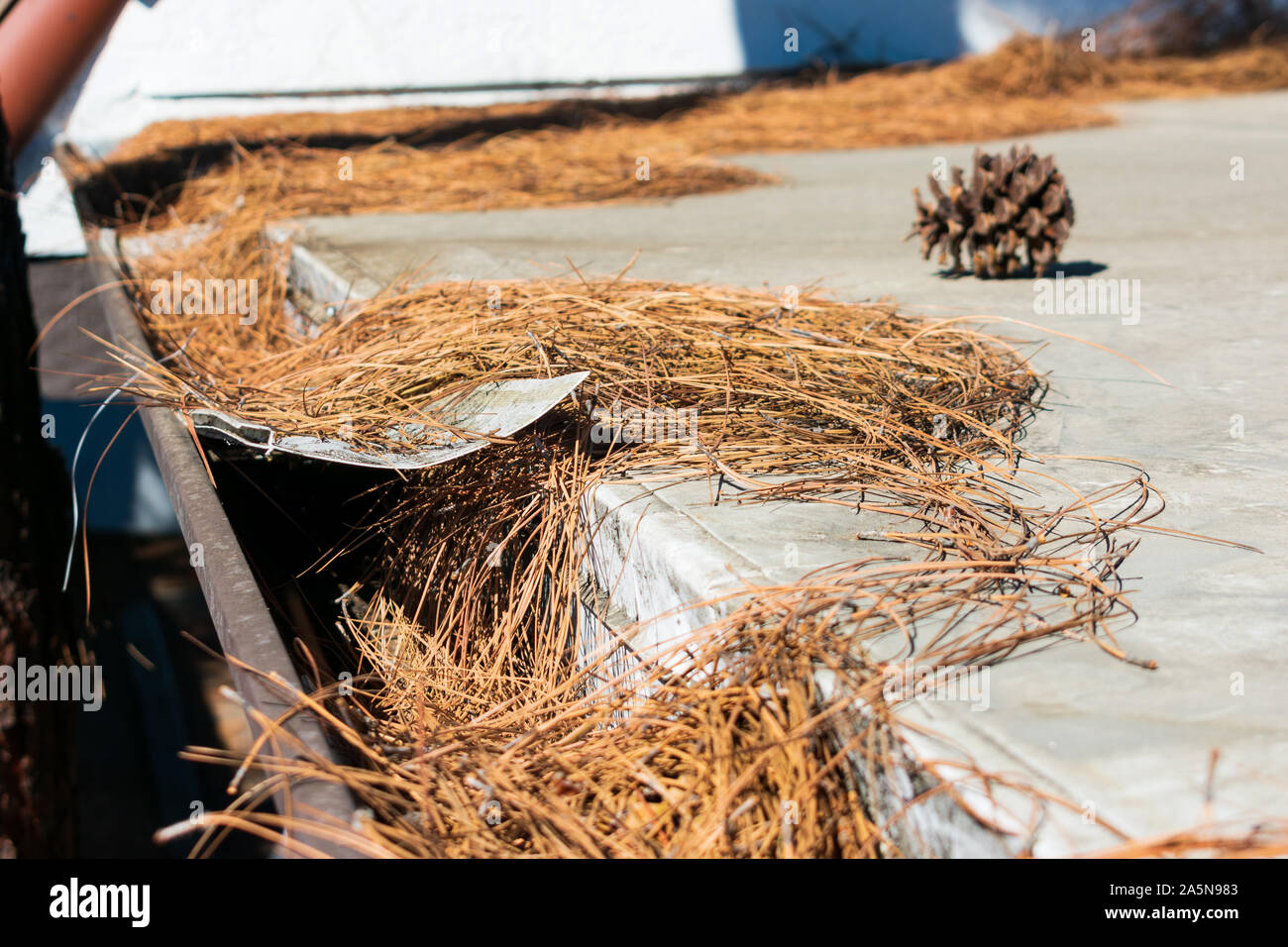 Gouttière de toit obstrués avec les feuilles, les aiguilles de pin et de débris. Gouttière de l'inspection, le nettoyage et l'entretien est nécessaire pour éviter les gouttières obstruées. Banque D'Images