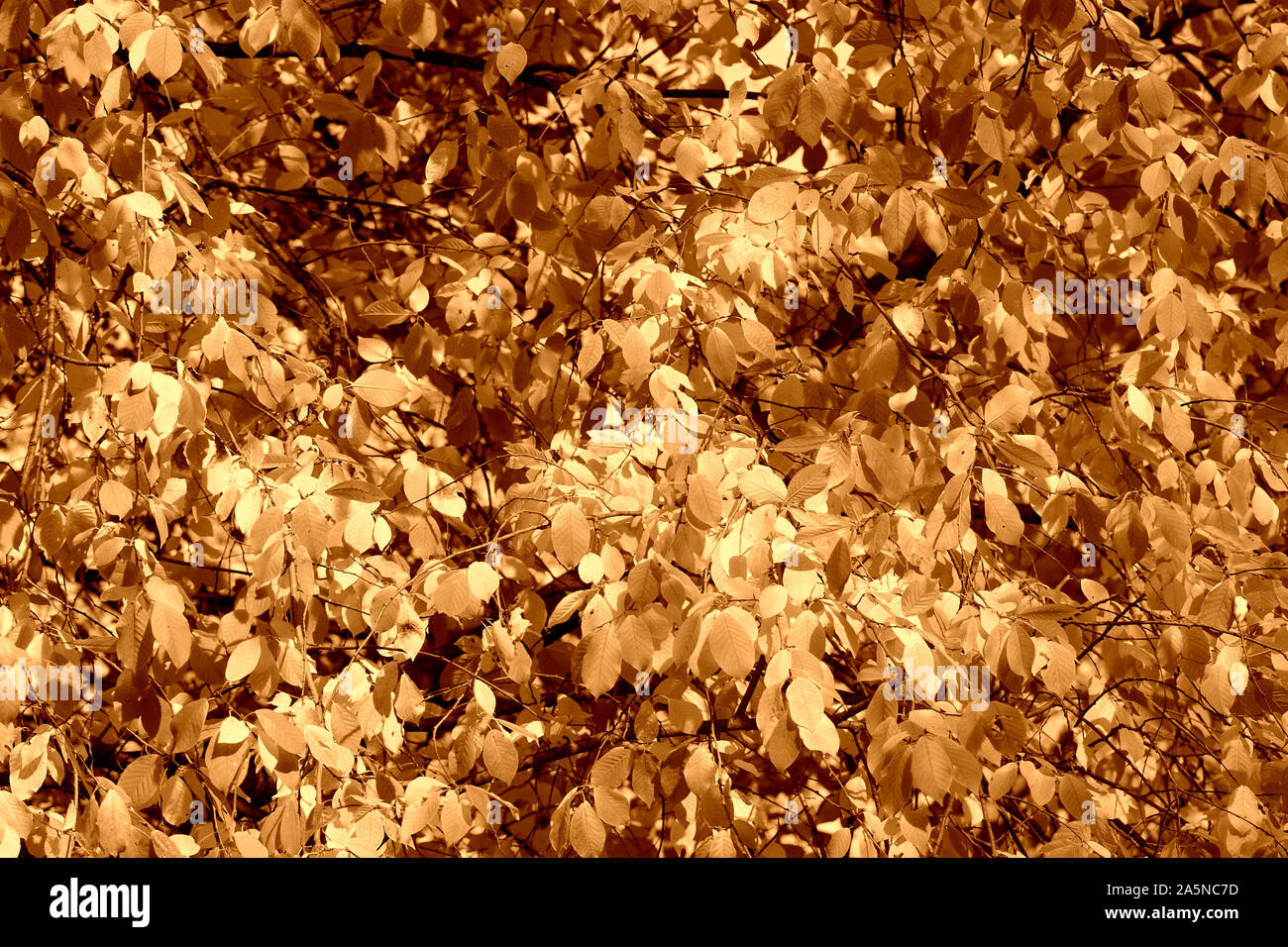 Bird cherry tree feuilles à l'automne 24. Fond brun naturel tons couleur Banque D'Images