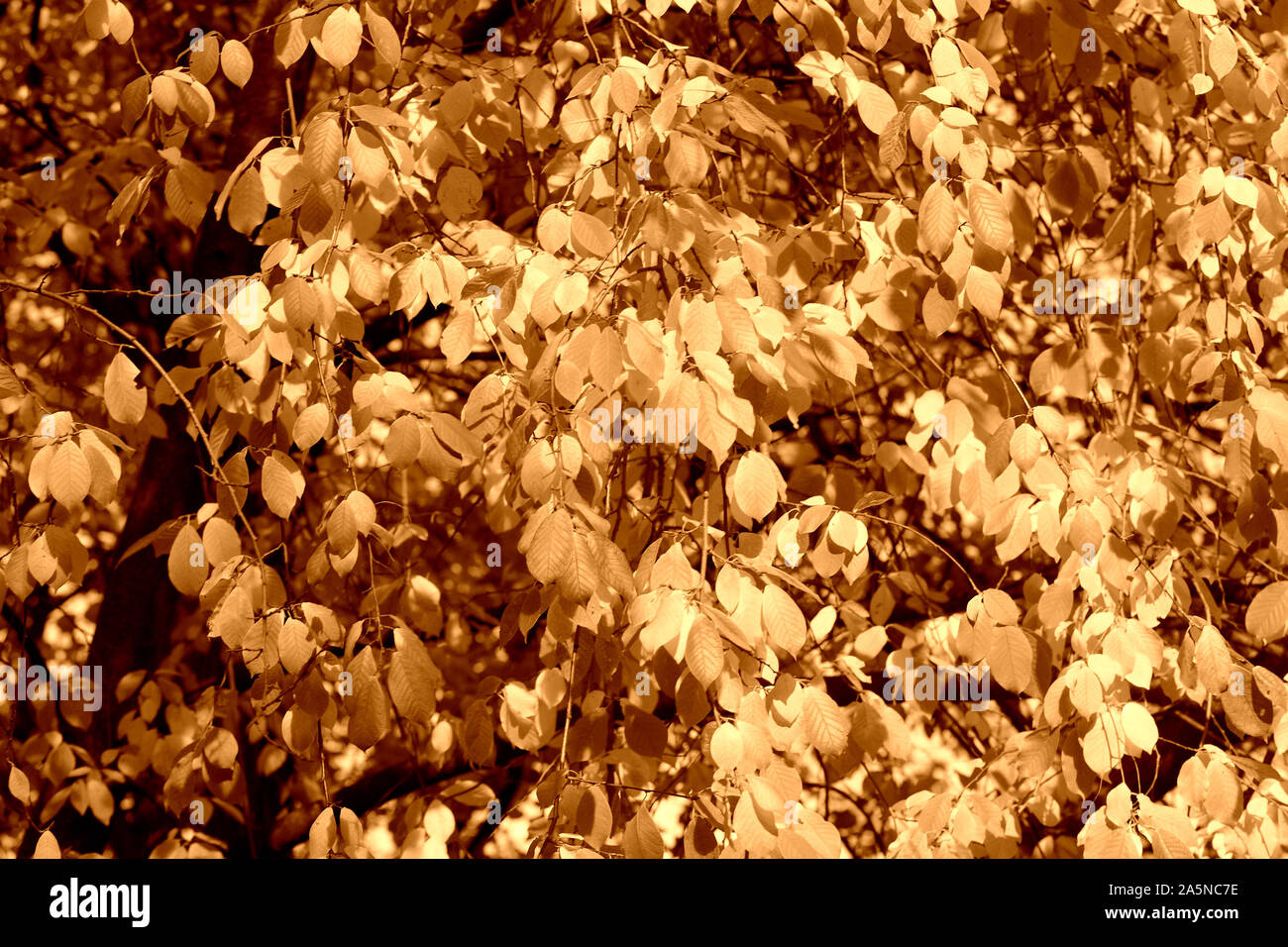 Bird cherry tree feuilles à l'automne 24. Fond brun naturel tons couleur Banque D'Images