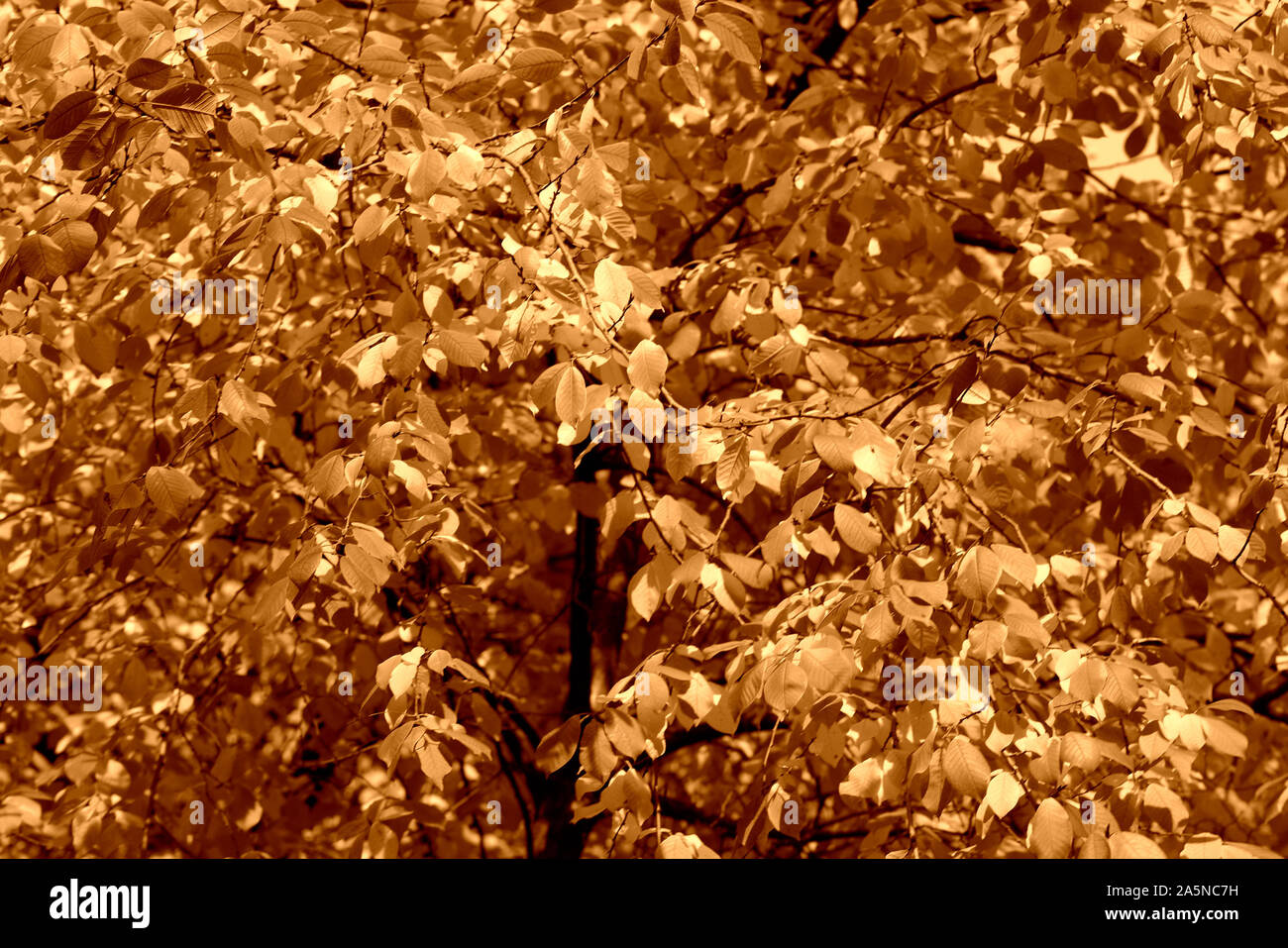 Bird cherry tree feuilles à l'automne 24. Fond brun naturel tons couleur Banque D'Images