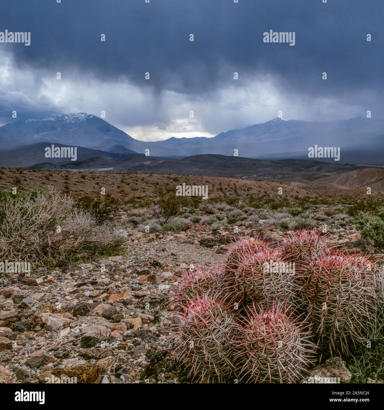 Approche de l'orage, Cactus Cottontop à quille, polycephalus, Death Valley National Park, Californie Banque D'Images