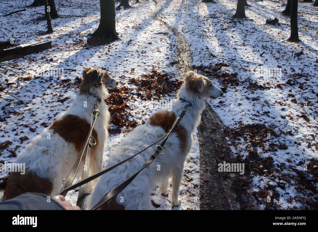 Chien marche avec deux barzoï dans une forêt winterly vu depuis le point de vue du chien walker. Banque D'Images