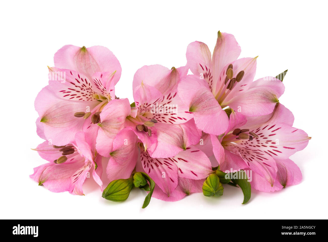 Lily péruvienne ( l'Alstroemeria ) isolé sur fond blanc Banque D'Images