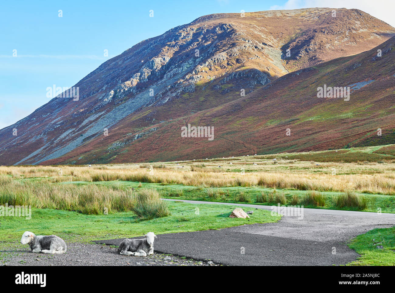 Les moutons prendre un repos au bord de la route près de Grasmoor sur la montagne un doux dans le Lake District, Cumbria, Angleterre. Banque D'Images