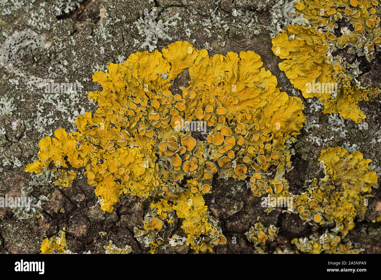 Lichen Xanthoria feuillue, nommé du grec 'xanthos' signifiant jaune. Un amour d'azote lichen, indique la présence de polluants azotés. Banque D'Images