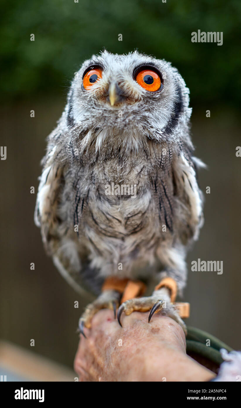 Le hibou moyen-duc est un hibou de taille moyenne, plus petit que le ramier. Il regarde souvent long et mince, avec la tête de plumes. Banque D'Images