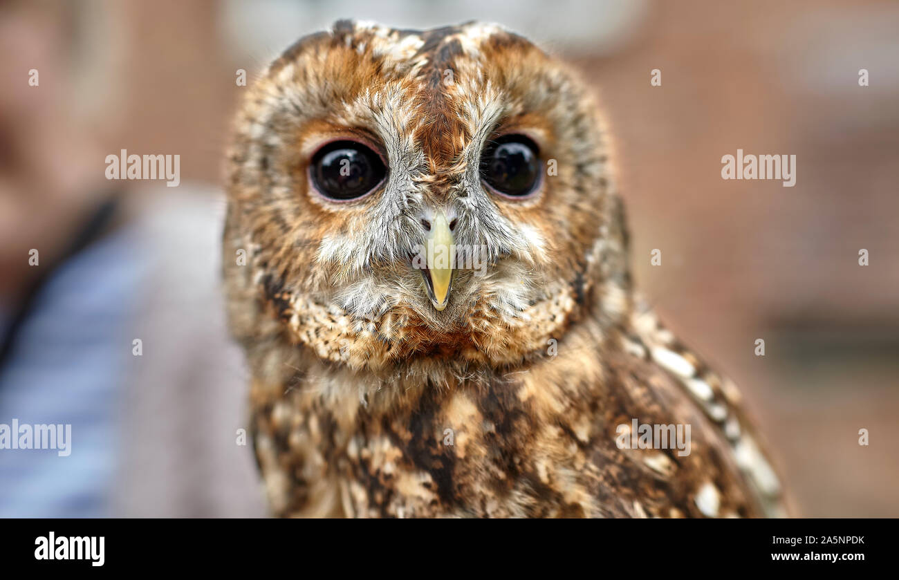 La Chouette hulotte est un hibou de la taille d'un ramier. Il a un corps arrondi / tête, avec une couronne de plumes autour de son visage sombre entourant le regard sombre. Banque D'Images