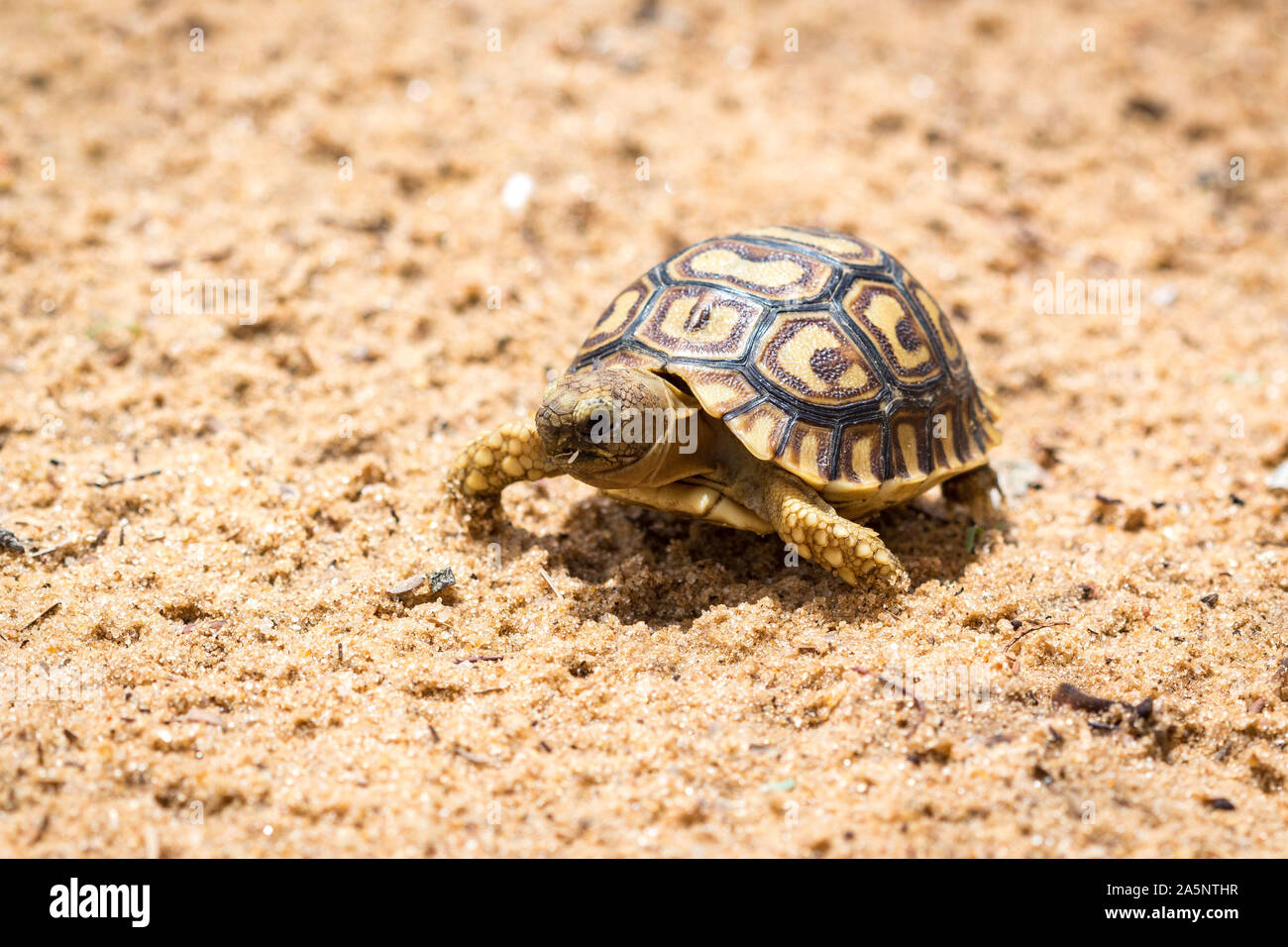 Les jeunes et peu de marche tortue à travers un terrain sablonneux, Namibie, Afrique Banque D'Images