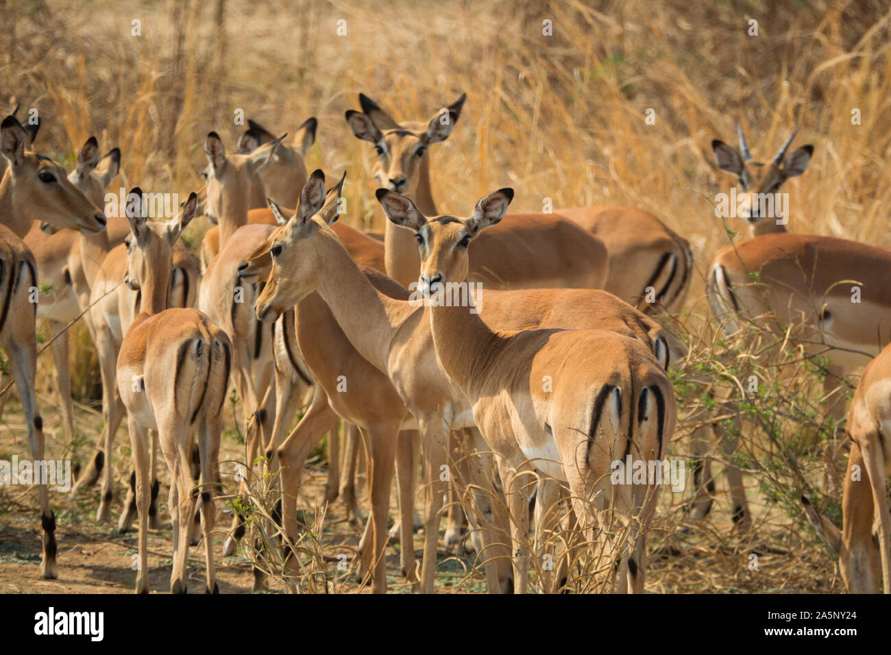 Beaucoup de femmes Les impalas regardant la caméra, la faune africaine Banque D'Images