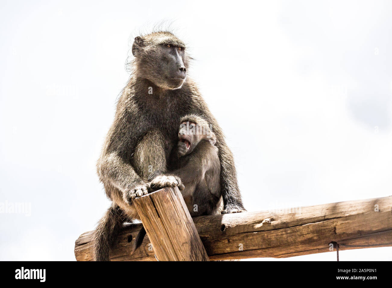 Le babouin avec son enfant assis sur une planche en bois, Namibie, Afrique Banque D'Images