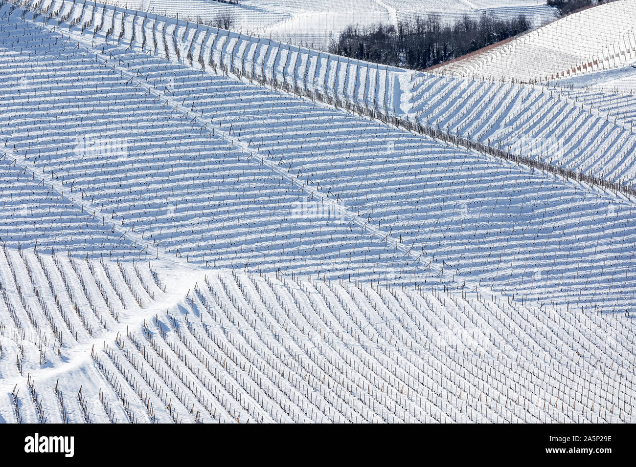 Vue sur vignes sur les collines sous la neige dans le Piémont, Italie du Nord. Banque D'Images