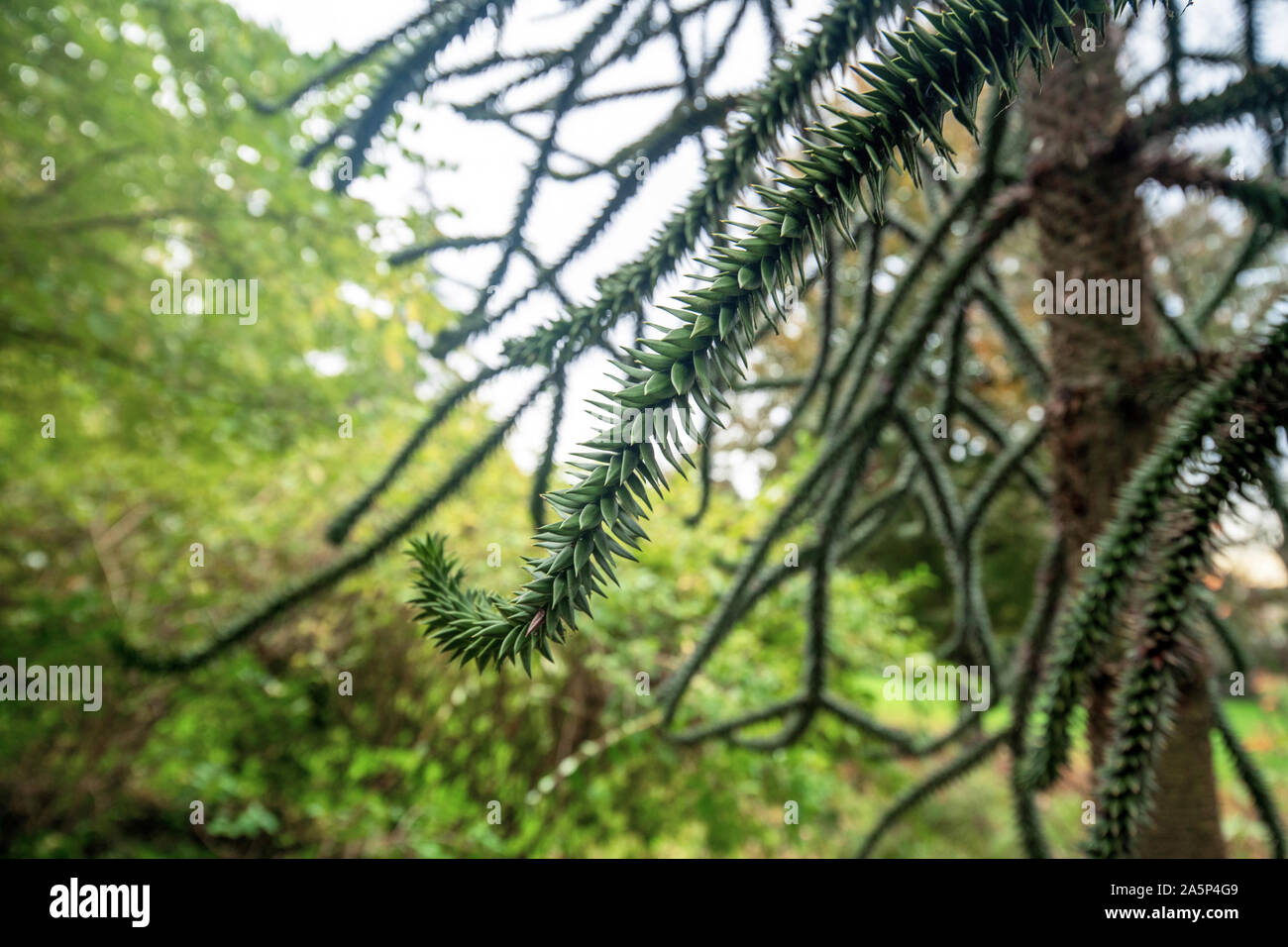 La propagation horizontale-serpent comme branche d'une espèce en voie d'evergreen 'conifères Araucaria araucana' monkey puzzle arbre avec des feuilles d'échelle étroite Banque D'Images