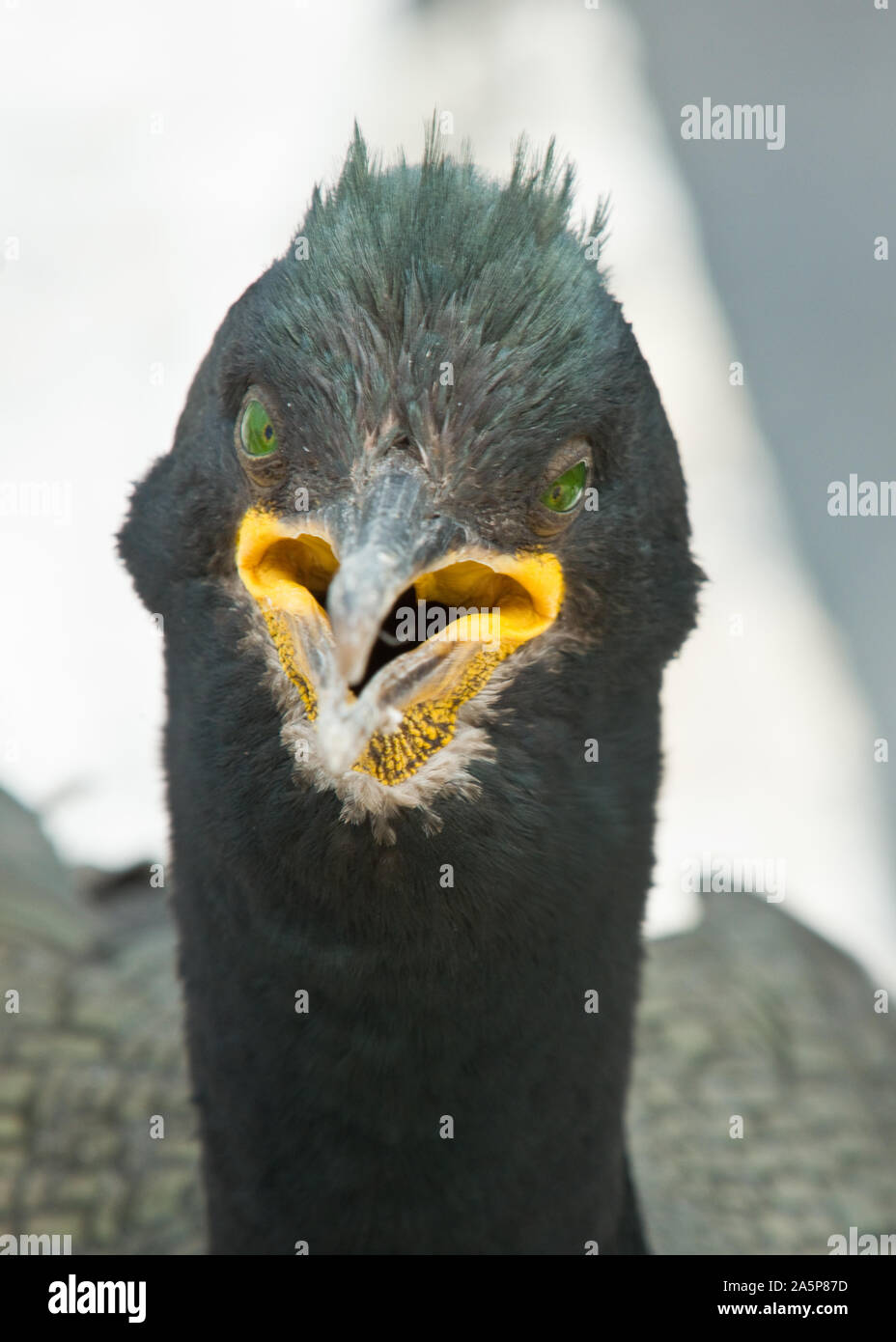 Le portrait de shag (European shag). Iles Farne, Northumberland, Angleterre Banque D'Images