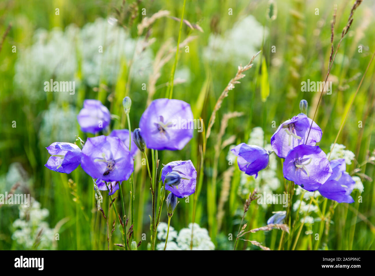Fleurs pourpres Banque D'Images
